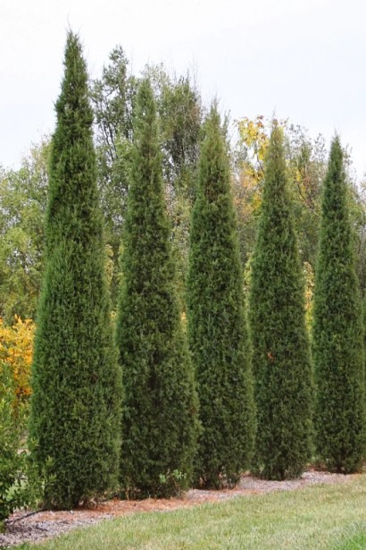 Ялівець віргінський Канаерті високий колоновидний хвойник